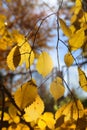 Branches of autumn elm-tree with bright yellow leaves Royalty Free Stock Photo