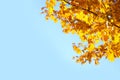 Branches with autumn leaves against blue sky on sunny day. Space for text Royalty Free Stock Photo