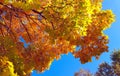 Branches of autumn maple tree with bright yellow foliage against blue sky background Royalty Free Stock Photo