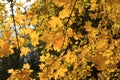Branches of autumn maple tree with bright yellow leaves Royalty Free Stock Photo