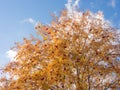 Branches of autumn rowan