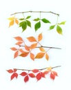 Branches of autumn virginia creeper leaves isolated on white background Royalty Free Stock Photo