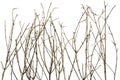 Branches Background Royalty Free Stock Photo