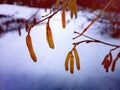 Trees branches on a white snow