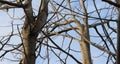 Branches of a bald tree on a blue sky background, a spreading crown of an autumn or winter tree in the afternoon Royalty Free Stock Photo