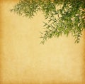 Branches of a bamboo Royalty Free Stock Photo