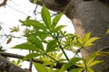 The branches of the Baobab tree Royalty Free Stock Photo