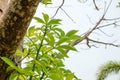 The branches of the Baobab tree Royalty Free Stock Photo