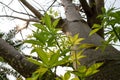 The branches of the Baobab tree Royalty Free Stock Photo