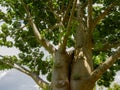 The branches of the Baobab tree Royalty Free Stock Photo