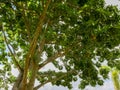 The branches of the Baobab tree Royalty Free Stock Photo