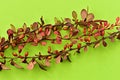 Branches of barberry with burgundy leaves lie on a light green surface. Royalty Free Stock Photo