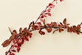 Branches of a barberry with burgundy leaves lie on white. Royalty Free Stock Photo