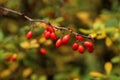 Branches of barberry with red berries on a beautiful autumn background of fall foliage, environmental concept, close-up, copy Royalty Free Stock Photo