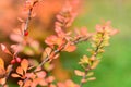 Branches of barberry with red leaves and ripe berries Royalty Free Stock Photo