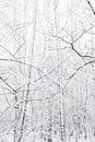 Branches of bare trees in winter forest covered in snow. Royalty Free Stock Photo