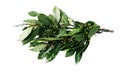 Branches of bay laurel leaves Royalty Free Stock Photo