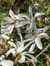 Branches with beautiful blooming Magnolia stellata Royal Star or Star Magnolia. Royalty Free Stock Photo