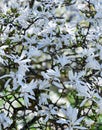 Branches with beautiful blooming Magnolia stellata Royal Star or Star Magnolia. Royalty Free Stock Photo