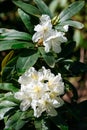 Branches with beautiful blooming Magnolia stellata Royal Star or Star Magnolia close-up Royalty Free Stock Photo