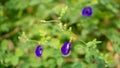 A branch of beautiful blue Butterfly pea blooming on green leaves of climber, known as bluebell vine or Asian pigeon wings