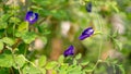 Branches of beautiful blue Butterfly pea blooming on green leaves of climber, known as bluebell vine or Asian pigeon wings