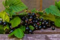 Branches with beautiful, delicious blackcurrant berries on the table Royalty Free Stock Photo