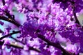 Branches flowering cersis juda tree lilac bloom Royalty Free Stock Photo