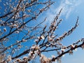 Branches with beautiful flowers peach