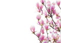 Branches with  beautiful  light pink Magnolia flowers isolated on white background. Floral border.  Selective focus Royalty Free Stock Photo