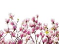 Branches with  beautiful  light pink Magnolia flowers isolated on white background. Floral border.  Selective focus Royalty Free Stock Photo