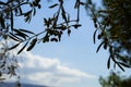 Branches of beautiful olive tree foliage foreground showing fruits and leaves with blue sky and white cloud background on sunshine Royalty Free Stock Photo