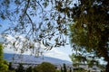 Branches of beautiful olive tree showing fruits and leaves with Athens city, mountain and blue sky background on sunshine day Royalty Free Stock Photo