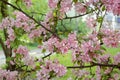 Branches with beautiful pink flowers of decorative apple tree Royalty Free Stock Photo