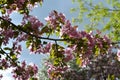 Branches with beautiful pink flowers of decorative apple tree. Malus Niedzwetzkyana. Spring in city