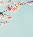 Branches with beautiful pink flowers Peach against the blue sky.