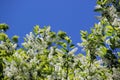 Branches with beautiful white flowers and green leaves of blooming bird-cherry tree Royalty Free Stock Photo