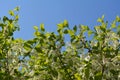 Branches with beautiful white flowers and green leaves of blooming bird-cherry tree against clear blue sky. Spring scene Royalty Free Stock Photo