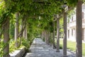 Branches beautifully intertwined in a bizarre pattern on the ancient columns.