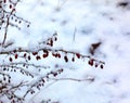 Branches of Berberis sibirica in winter with red ripe berries. After thawing, a little snow and droplets of frozen water remain on