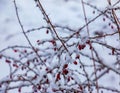 Branches of Berberis sibirica in winter with red ripe berries. After thawing, a little snow and droplets of frozen water remain on