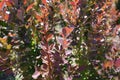 Branches of Berberis thunbergii atropurpurea