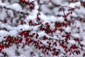 Branches of Berberis thunbergii DC in winter with red ripe berries. After thawing, a little snow and droplets of frozen water