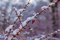 Branches of Berberis thunbergii Golden Ring in winter with red ripe berries. After thawing, a little snow and droplets of frozen Royalty Free Stock Photo