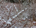 Branches of Berberis thunbergii Golden Ring in winter with red ripe berries. After thawing, a little snow and droplets of frozen Royalty Free Stock Photo