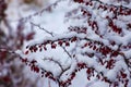 Branches of Berberis Thunbergii Kelleriis in winter with red ripe berries. After thawing, a little snow and droplets of frozen Royalty Free Stock Photo