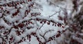 Branches of Berberis Thunbergii Kelleriis in winter with red ripe berries. After thawing, a little snow and droplets of frozen Royalty Free Stock Photo