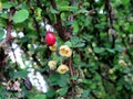 Ornamental shrub Berberis thunbergii close up