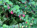 Ornamental shrub Berberis thunbergii close up