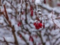 Branches of Berberis vulgaris L in winter with red ripe berries. After thawing, a little snow and droplets of frozen water remain